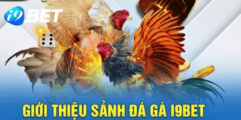 Sảnh cược đá gà i9bet đặc sắc, kịch tính