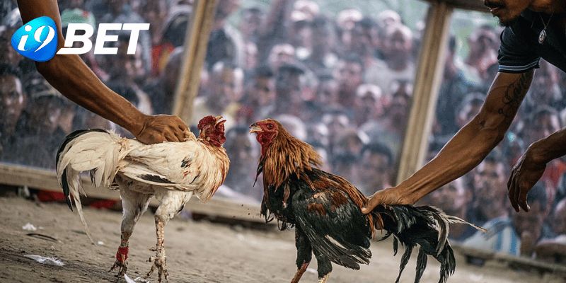 Sảnh cược hội tụ nhiều ưu điểm nổi bật